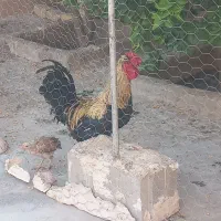 خروس