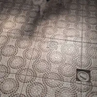 فروش سگ پا کوتاه