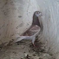 کفتر دوبر قوردی