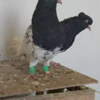 کله رنگه ، سینه سیاه|پرنده|مشهد, رضاییه|دیوار