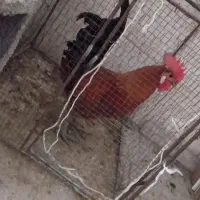 خروس محلی وجوان هیکلی