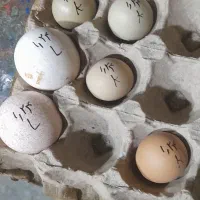 تخم بوقلمون نطفه دار