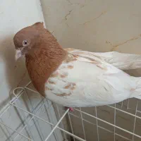 کبوتر کله زرد|پرنده|اهواز, کوروش|دیوار
