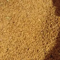 گندم و جو دیم|خدمات باغبانی و درختکاری|سرولایت, |دیوار