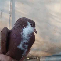 کبوترریش سرخ