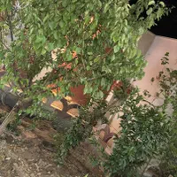 خونه باغ ویلایی اول جاده قمصر روبروی اولین بریدگی|فروش خانه و ویلا|قمصر, |دیوار