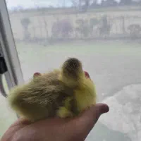 جوجه غاز محلی