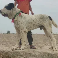 سگ آلابای روسیه|سگ|رضویه, |دیوار