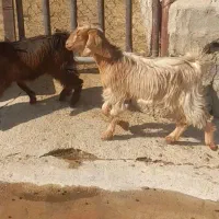 بز نجدی داشتی