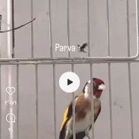 دو عدد سهره قناری بفروش می رسد