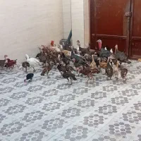 بوقلمو جنت مکان|حیوانات مزرعه|شوشتر, |دیوار