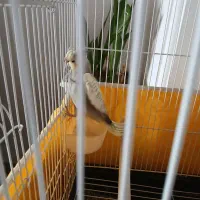 ۲ عدد عروس هلندی جوان|پرنده|ری, شهادت|دیوار