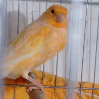 قناری|پرنده|تهران, مشیریه|دیوار