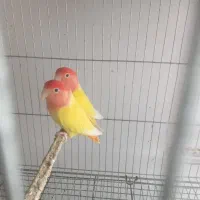 طوطی کتوله صورت هلویی