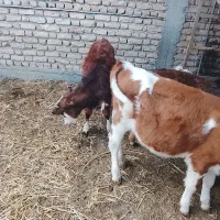 گوساله نر ویک ماده|حیوانات مزرعه|سیمین شهر, |دیوار