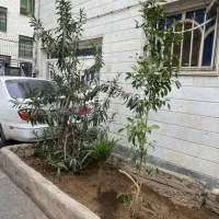 طبقه همکف