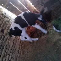 گوساله خونگی|حیوانات مزرعه|قائن, |دیوار