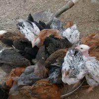 جوجه گلپایگانی