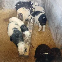 بره شیری فروشی