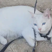 posin ماده