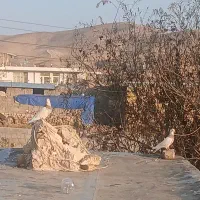 یک جفت کبوتر طوقی|پرنده|کوهدشت, |دیوار