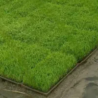 تیم نشا هاشمی درجه1