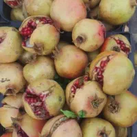 انار خندون  مخصوص ناردونه رب انار