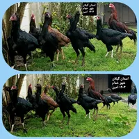 تخم مرغ لاری