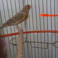 قناری نر بخون|پرنده|قوچان, |دیوار