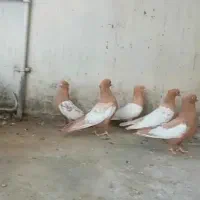 سینه زرد|پرنده|شیراز, ستارخان|دیوار