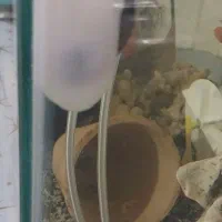 حلزون ( حلزون سیب )|ماهی|پیر بکران, |دیوار