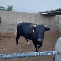 گوساله نر ۲۲ ماهه