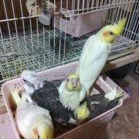 جوجه عروس هلندی سرلاکی|پرنده|گرگان, |دیوار