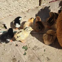 جوجه نرادی|حیوانات مزرعه|بهبهان, |دیوار