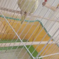 عروس هلندی نر|پرنده|گرمی, |دیوار