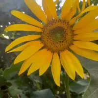 همراه ورزشی