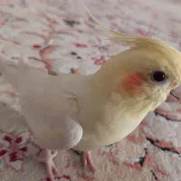 عروس هلندی نر دستی و سخنگو مست|پرنده|تاکستان, |دیوار