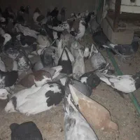 ۱۰۰ عدد کفتر  از همه رنگی  فروش فوری دونی ۱۵۰ به|پرنده|مرودشت, نقش رستم|دیوار