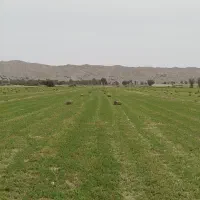 یونجه (بیده پرسی)برای فروش