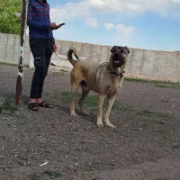 سگ سرابی|سگ|ارشق, |دیوار