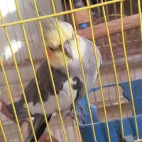 عروس هلندی|پرنده|گرگان, |دیوار
