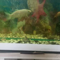 ماهی کوی|ماهی|یزد, |دیوار