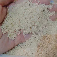 سرلاشه دم سیاه درجه یک خوش عطر و خوشپخت اعلا