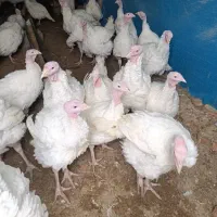 بوقلمون گوشتی بیوتی