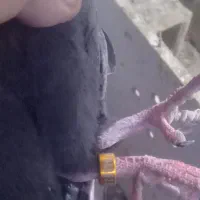 کبوتر گرفتنی لوت