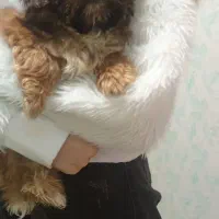 سگ شیتزو عروسکی|سگ|گنبد کاووس, |دیوار