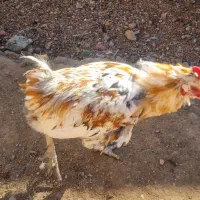 خروس گلین|حیوانات مزرعه|دهاقان, |دیوار