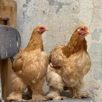 تخم‌مرغ‌نطفه‌دار برهما