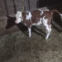 گاو|حیوانات مزرعه|مهاباد (آذربایجان غربی), |دیوار