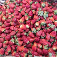 نیروی بسته بندی خانم